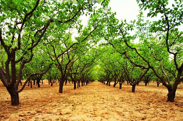 全国首家 山西经济林发展地方法规助农民增收