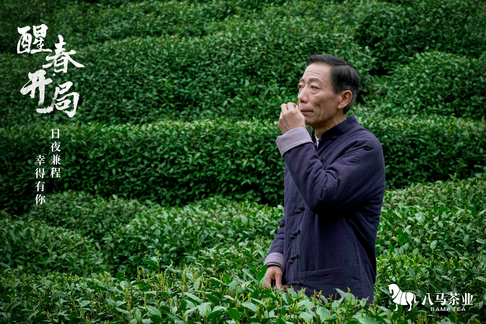 樊生华在茶园查看茶叶生长情况