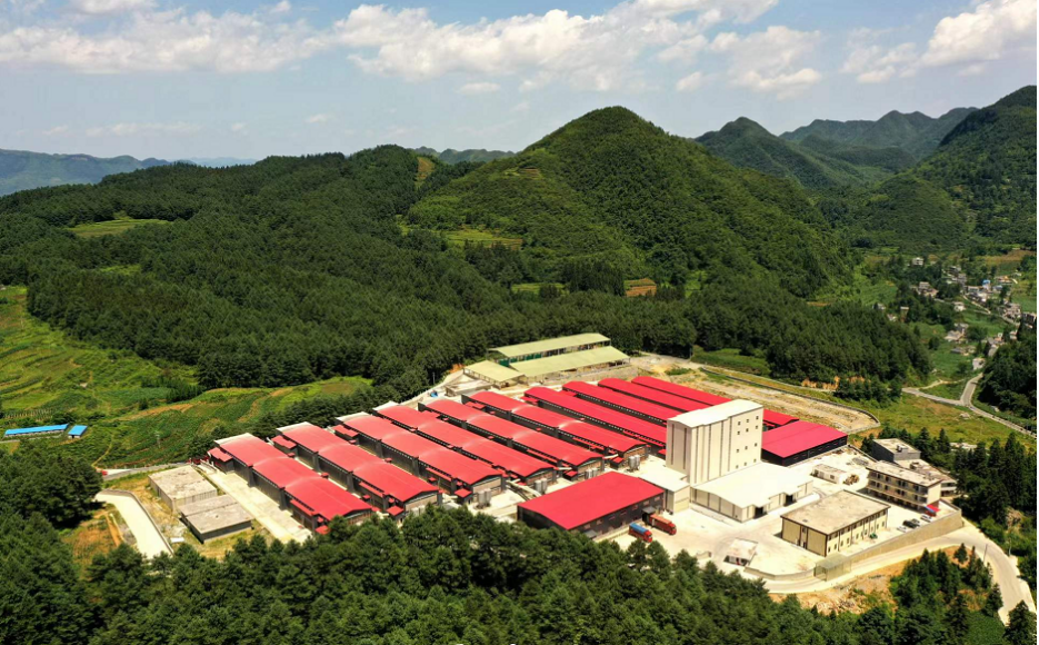 本真朝取贵州合作基地