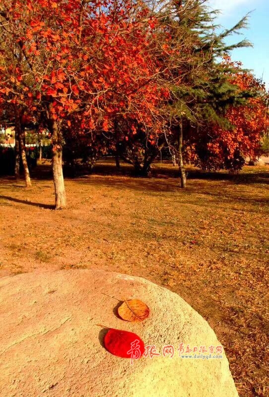 漫天红叶初冬意 实拍青岛棘洪滩水上公园