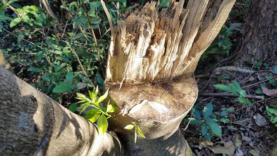 梧桐山多棵野生土沉香遭盗伐为国家二级重点保护野生植物