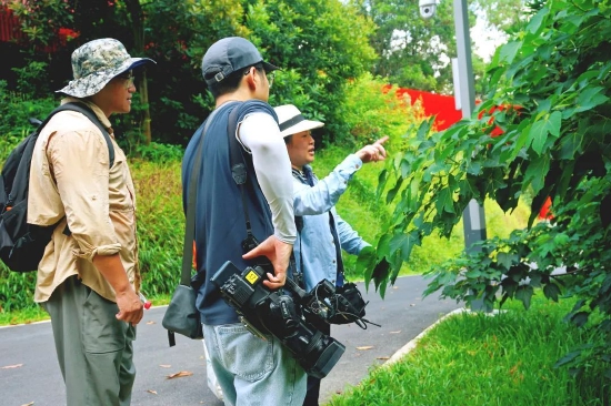 植物专家在虹桥绿道进行生态本底踏勘
