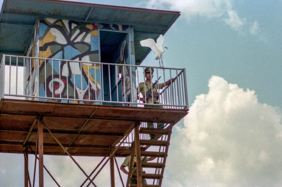 深圳福田保护区，鹭鸟在边防哨所栖息，和哨兵和谐相处。1999年10月