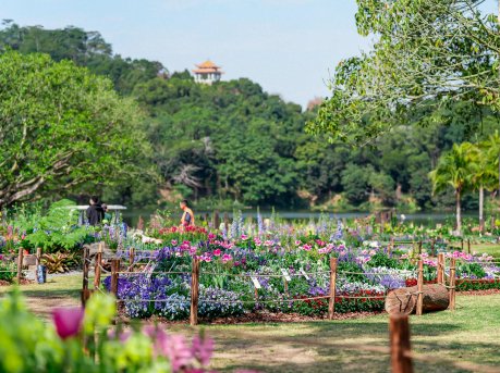 十万花卉、五千平花海惊艳迎春