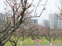 深圳的梅花观赏期到啦