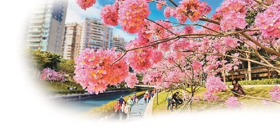大沙河公园粉花风铃木盛开,春意盎然。