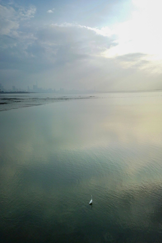 深圳湾，2022年