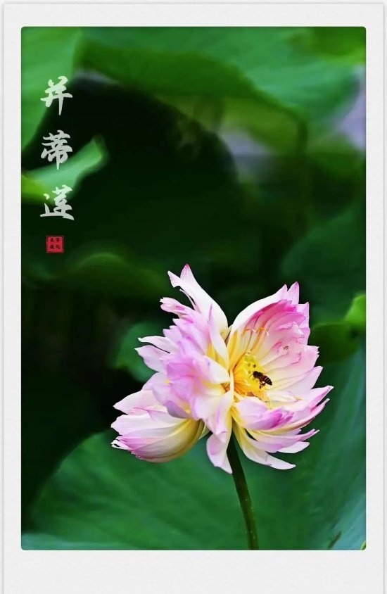 ▲2023，市民发现的第一朵并蒂莲