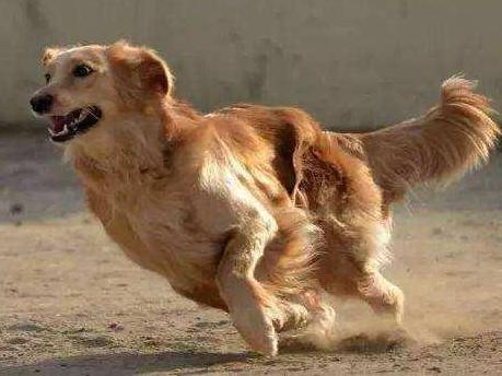 女子被大狗砸瘫起诉整栋楼的房东及租户