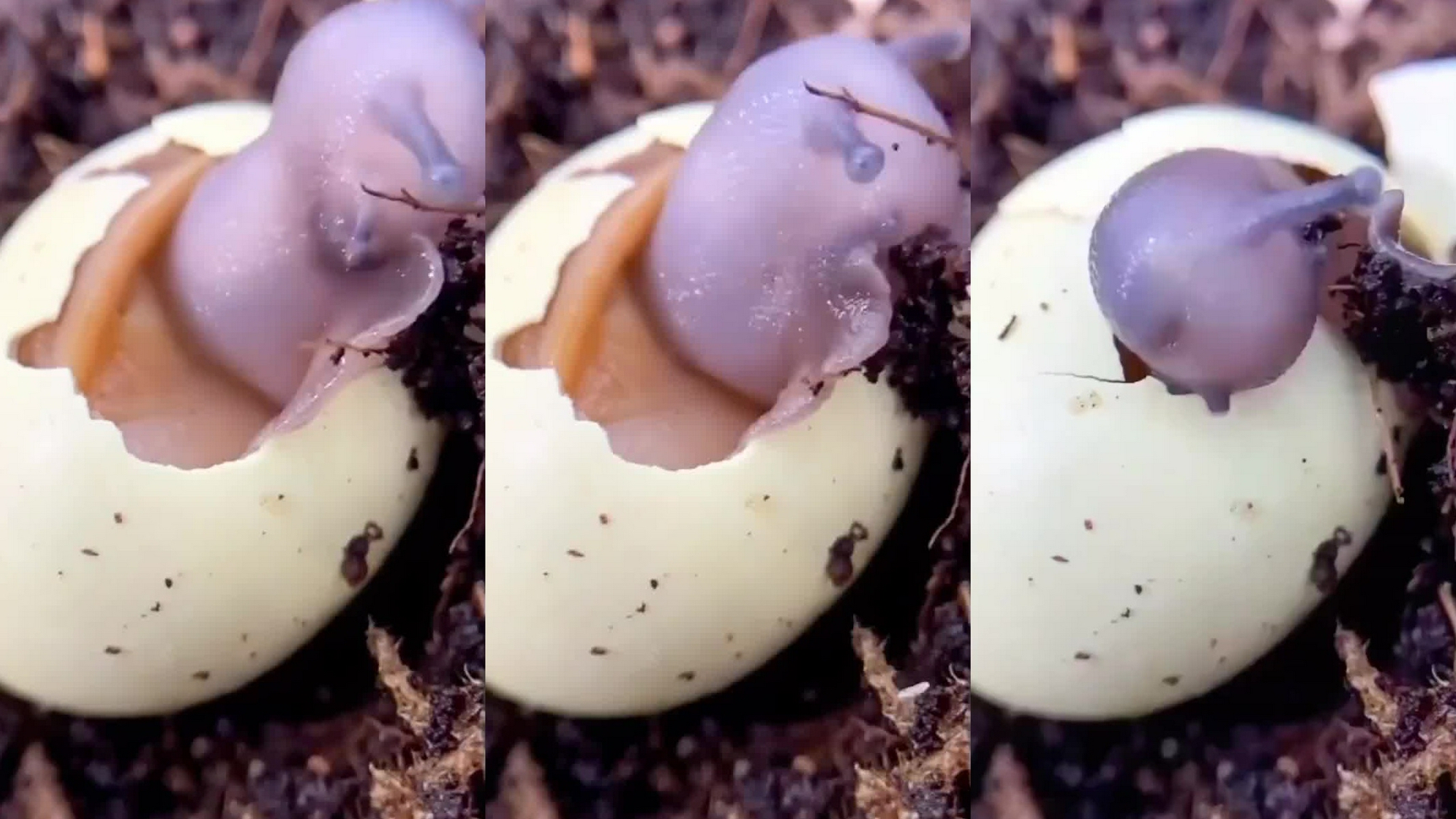 蜗牛刚出生的样子图片
