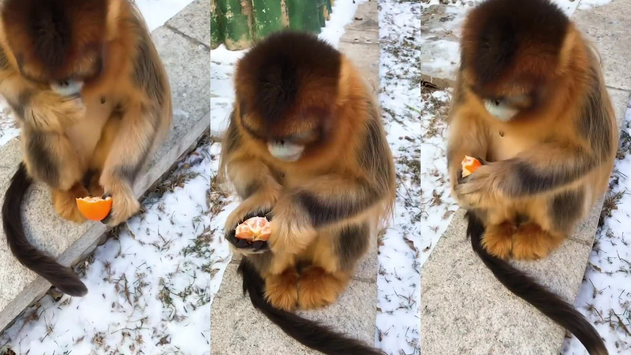 我是金丝猴"奶糖",我爸是天津的,我妈是烟台的