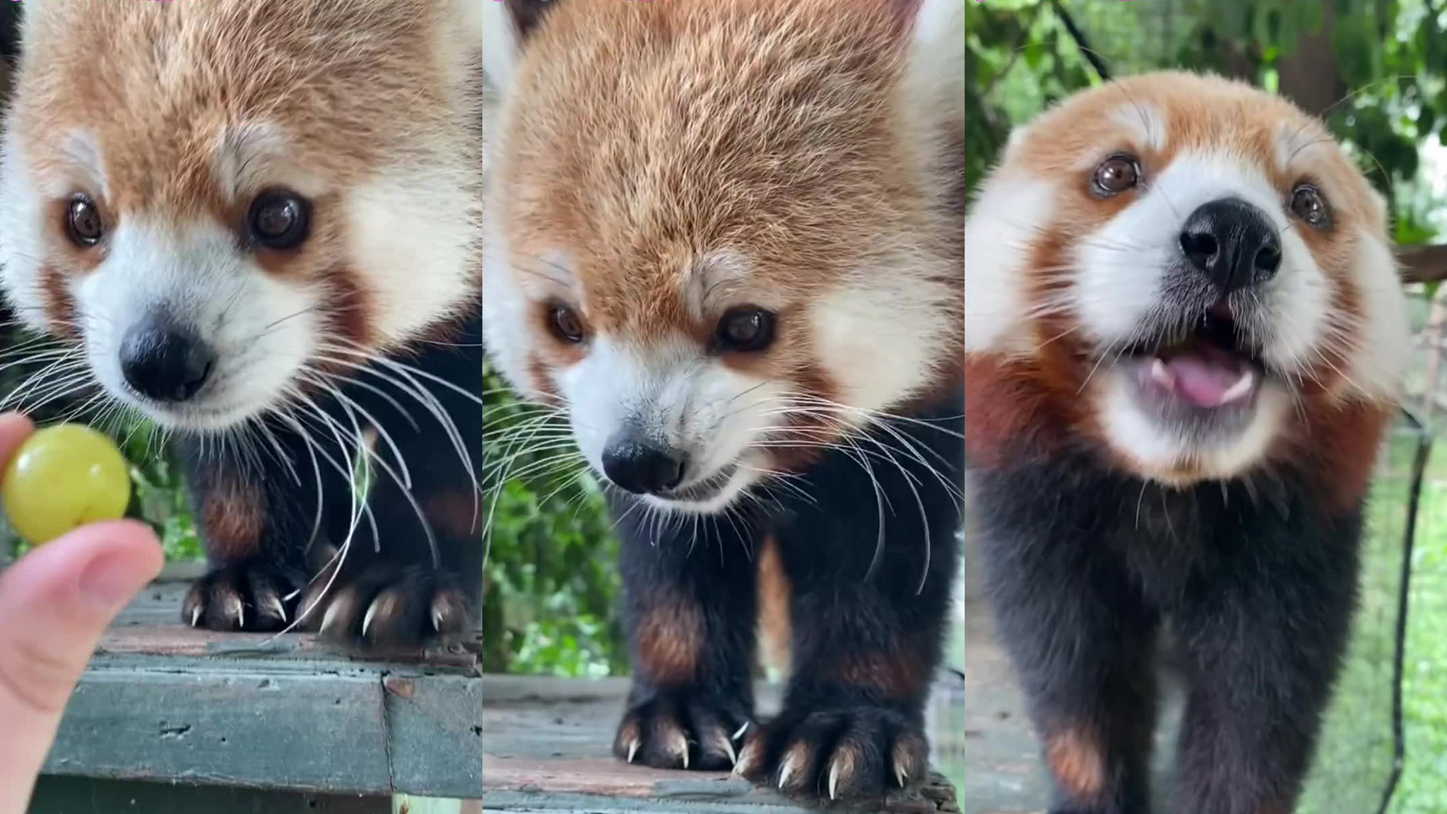 四川瓦屋山小熊猫摘樱桃 上窜下跳憨萌样子可爱极了