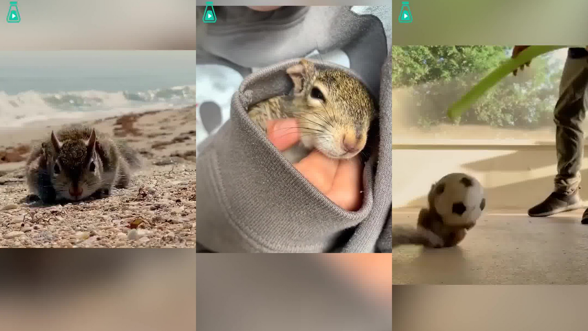 几十万只旅鼠集体跳崖,这是为什么?背后真相让人愤怒!