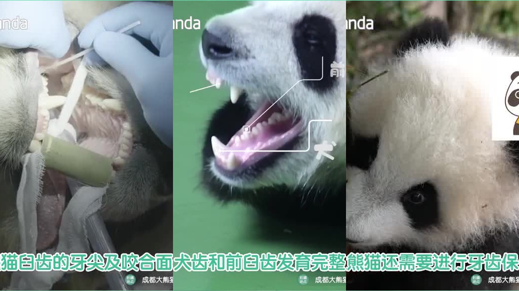 那大熊猫的牙齿需要保健吗?滚滚又如何看牙医呢?