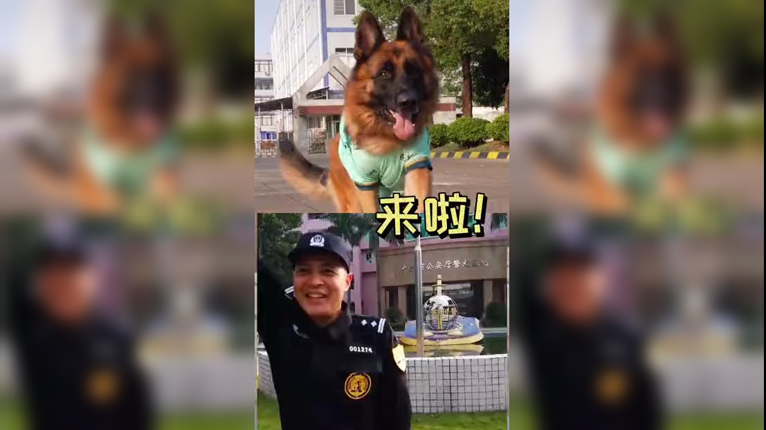 深圳网红犬"糯米"原来是一只退役警犬
