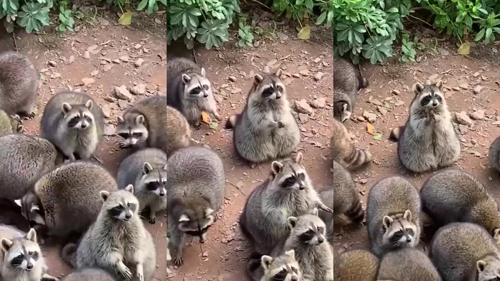 大叔好心投喂小浣熊,不料晚上,这家伙带着全家人过来了