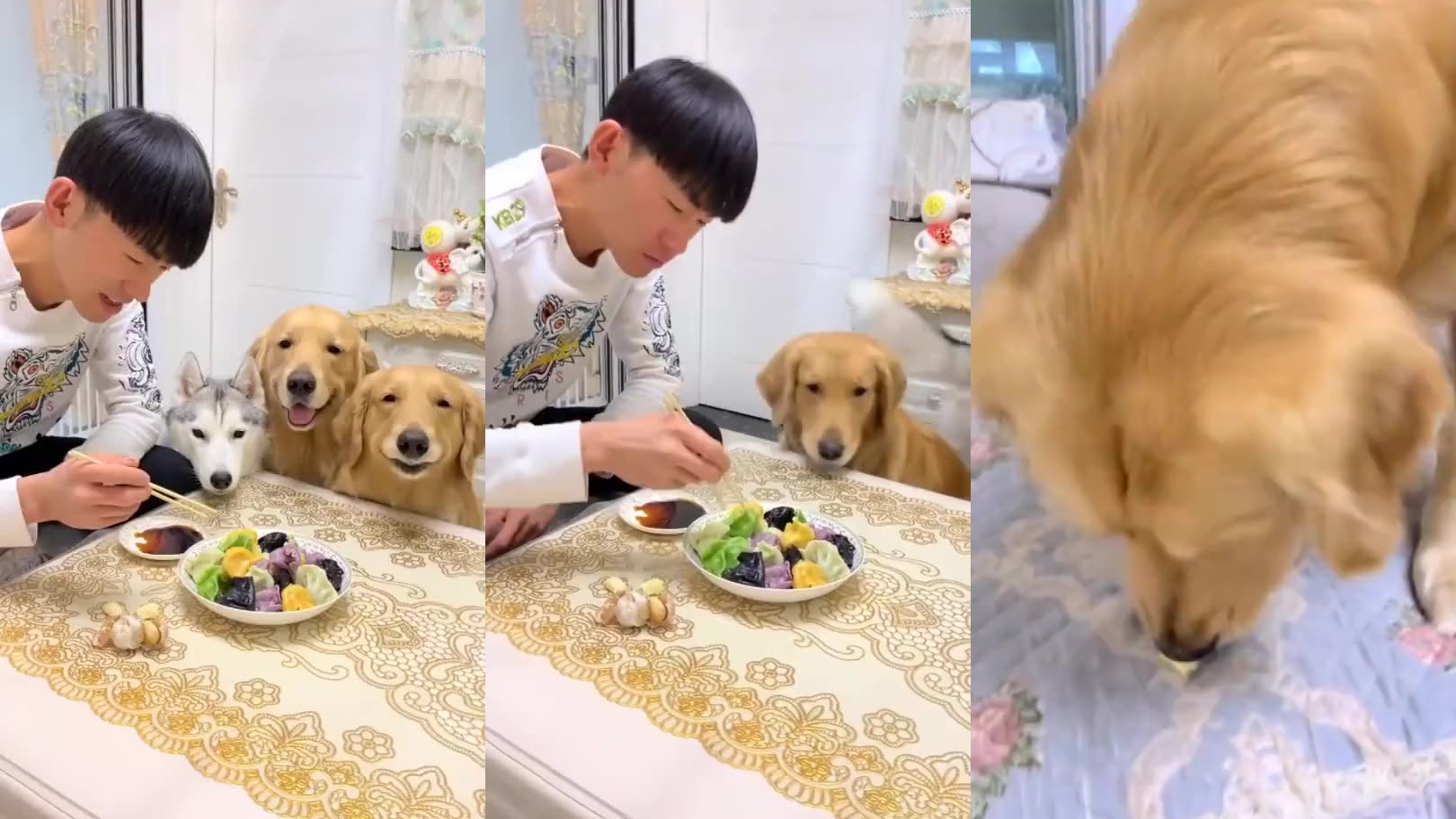 龙肉球找主人陪它玩,主人不肯去,狗狗叼来100元钱讨好他