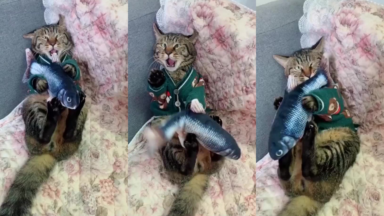 两只猫拿枪抢劫鱼图片图片