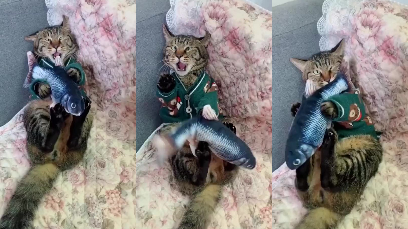 两只猫咪用电音吵架气势上赢了的白花猫最后没电了