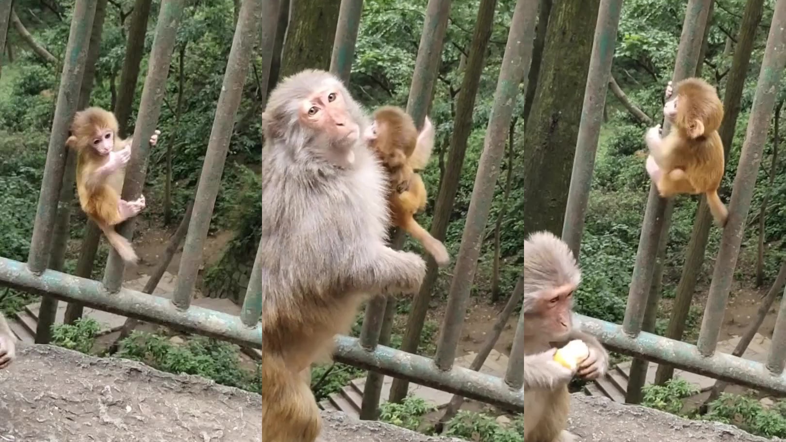 小猴子的攀爬本领太强了,看得我都懵了