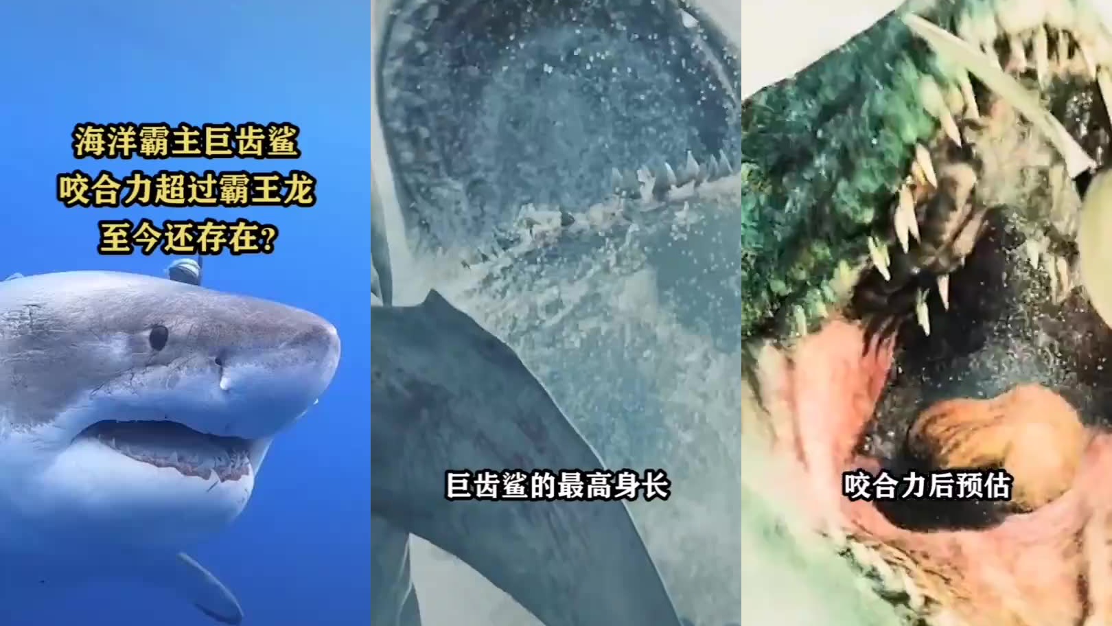 巨齿鲨遇到霸王龙会怎样?浅海区战斗模拟告诉你