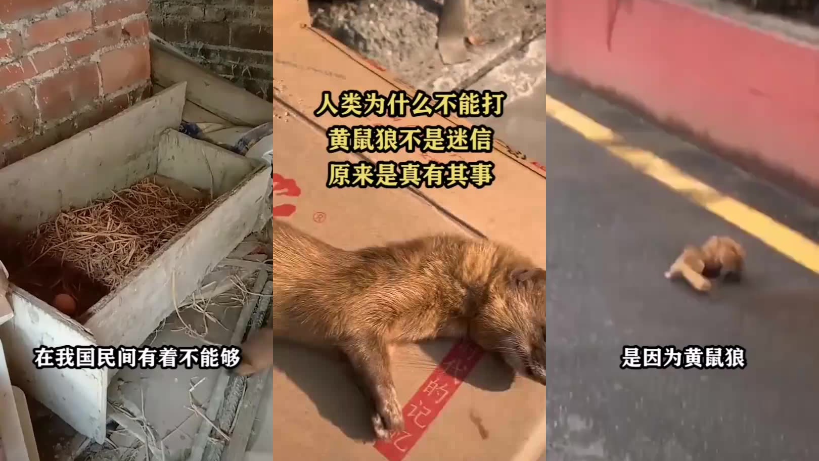 为什么我们不能杀死黄鼠狼呢?