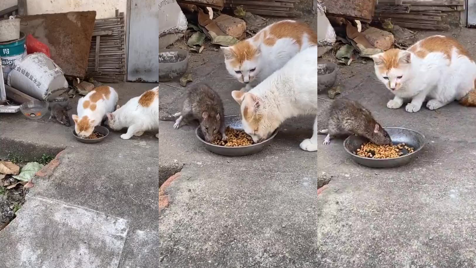 绝对的巅峰时刻,猫喂的太饱,连老鼠都不吃了