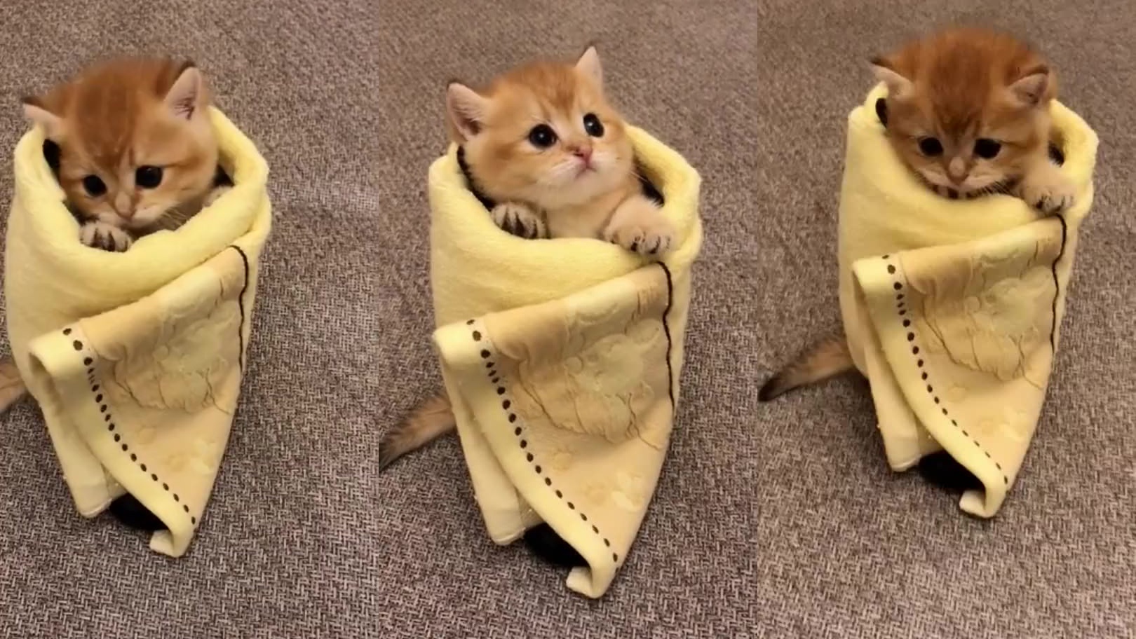 快看出生10天的小奶猫伸懒腰,好可爱!猫妈妈还伸爪保护,感动!
