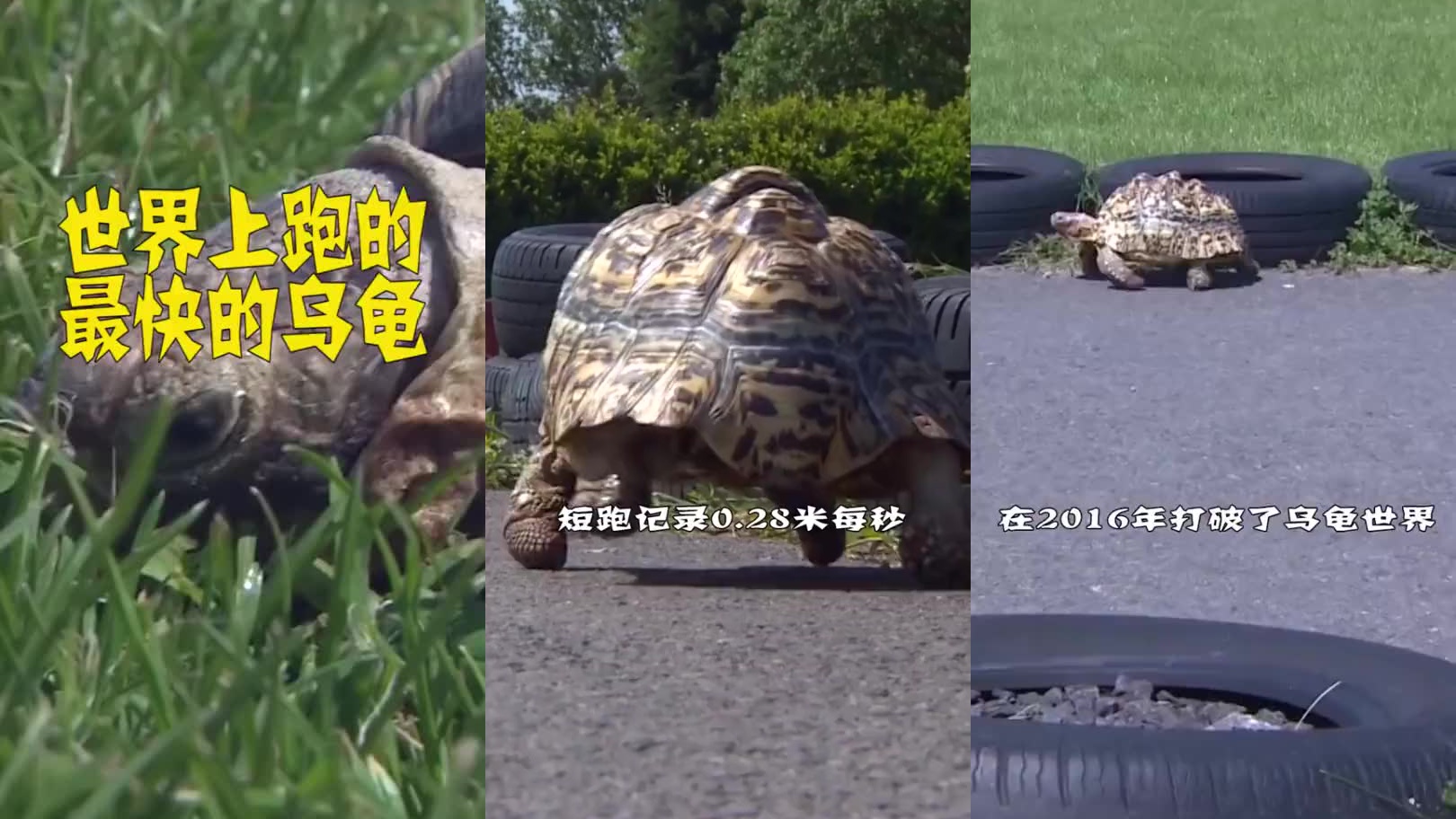 乌龟冬眠时被老鼠吃掉两条腿,换成轮子后,这速度兔子看了都害怕