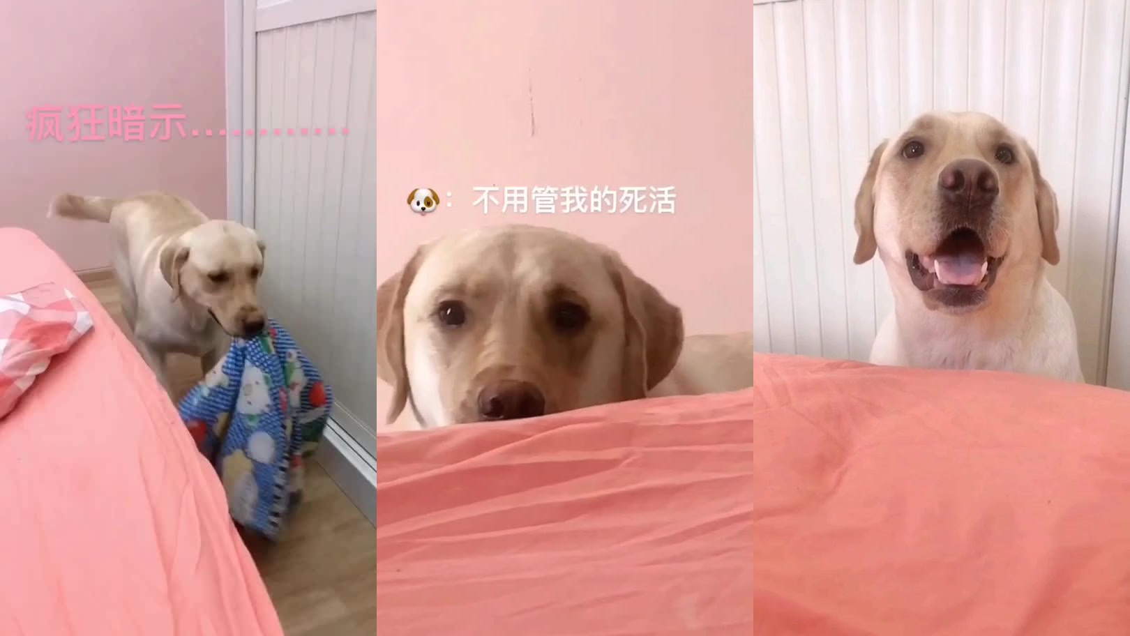 刚睡醒懵懵的小可爱,一脸迷茫的样子!
