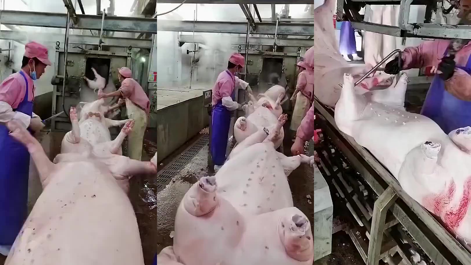 杀猪都是流水线化了