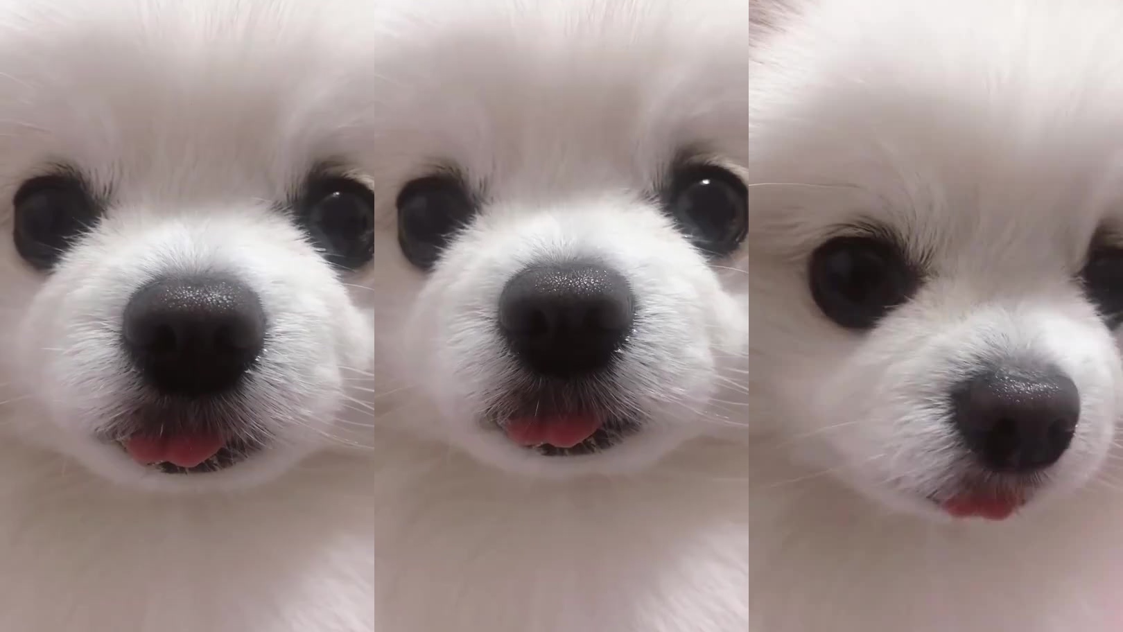 啵比赞比永远在一起啵啵赞赞