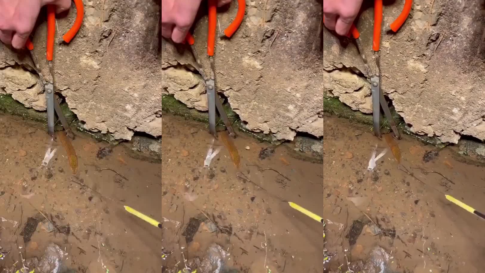 洞中黄鳝劲真大,拉出来一看竟有手臂粗