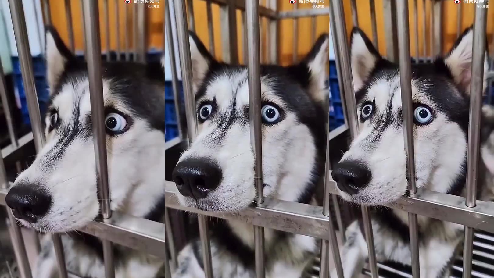 二哈控制欲好强啊,我出门都带不动它