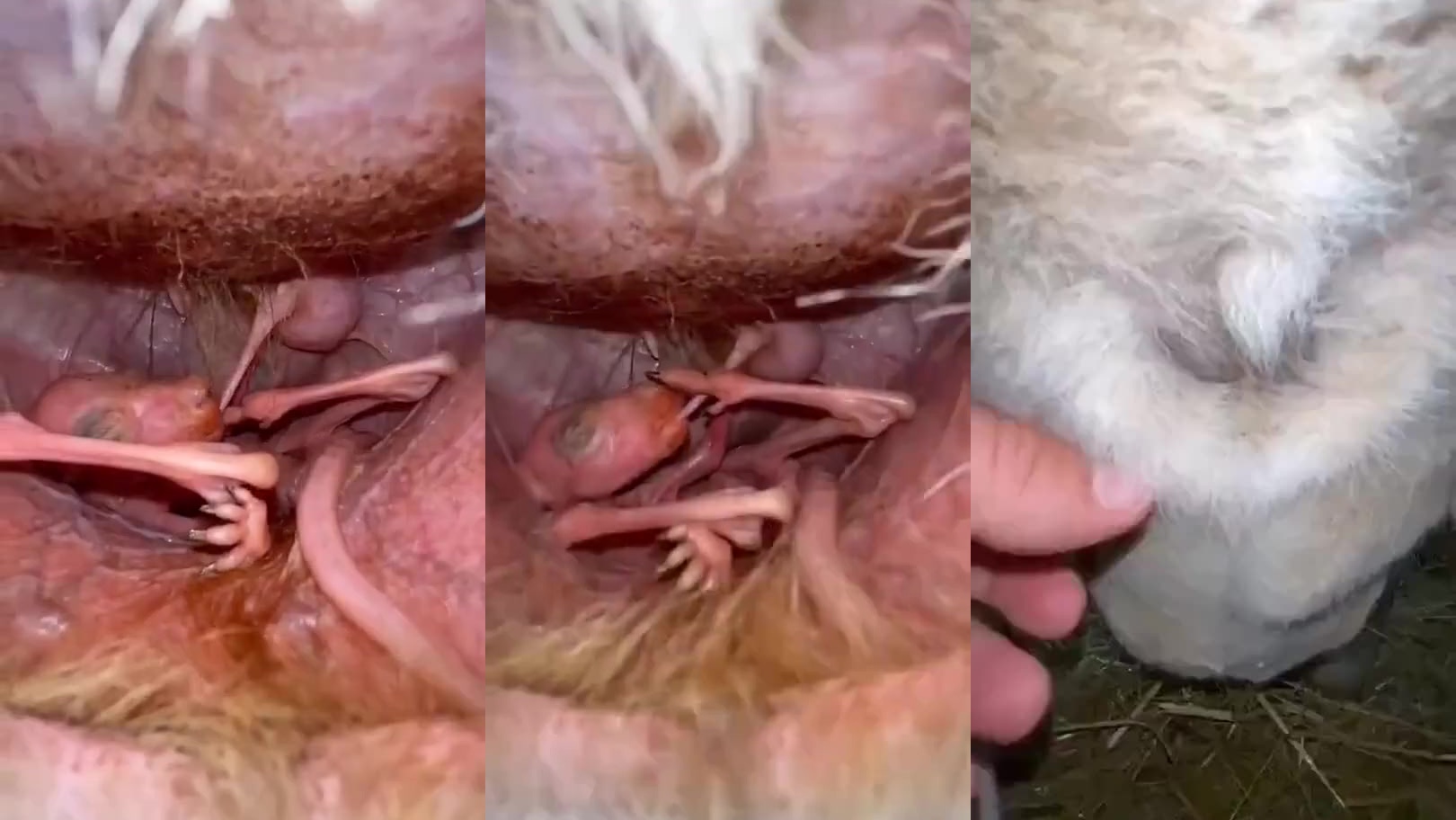 男子好奇翻开袋鼠的袋子,看清楚后,宁愿自己从没看过!