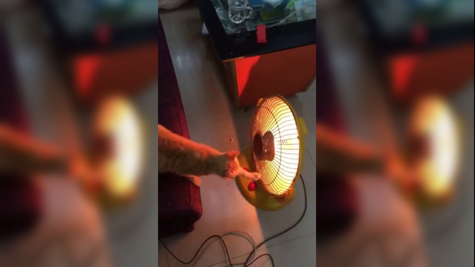机智的动物,懂得在小太阳面前烤火,结果把自己毛给烤焦了