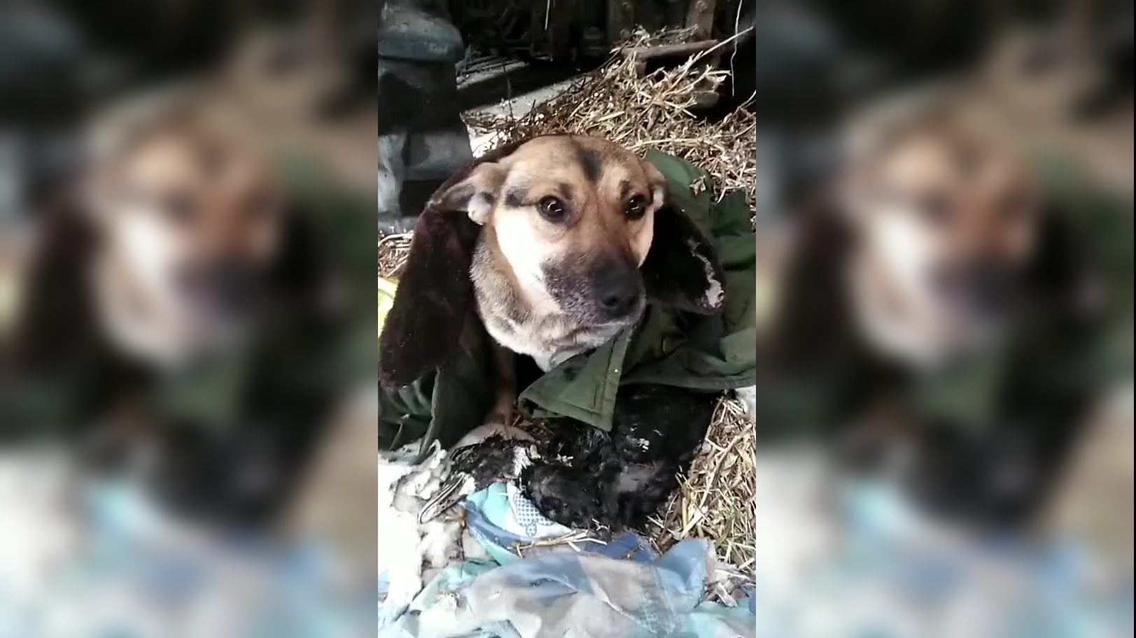 天寒地冻,街边瘫痪的流浪狗痛苦挣扎,它的眼神触动了好心人