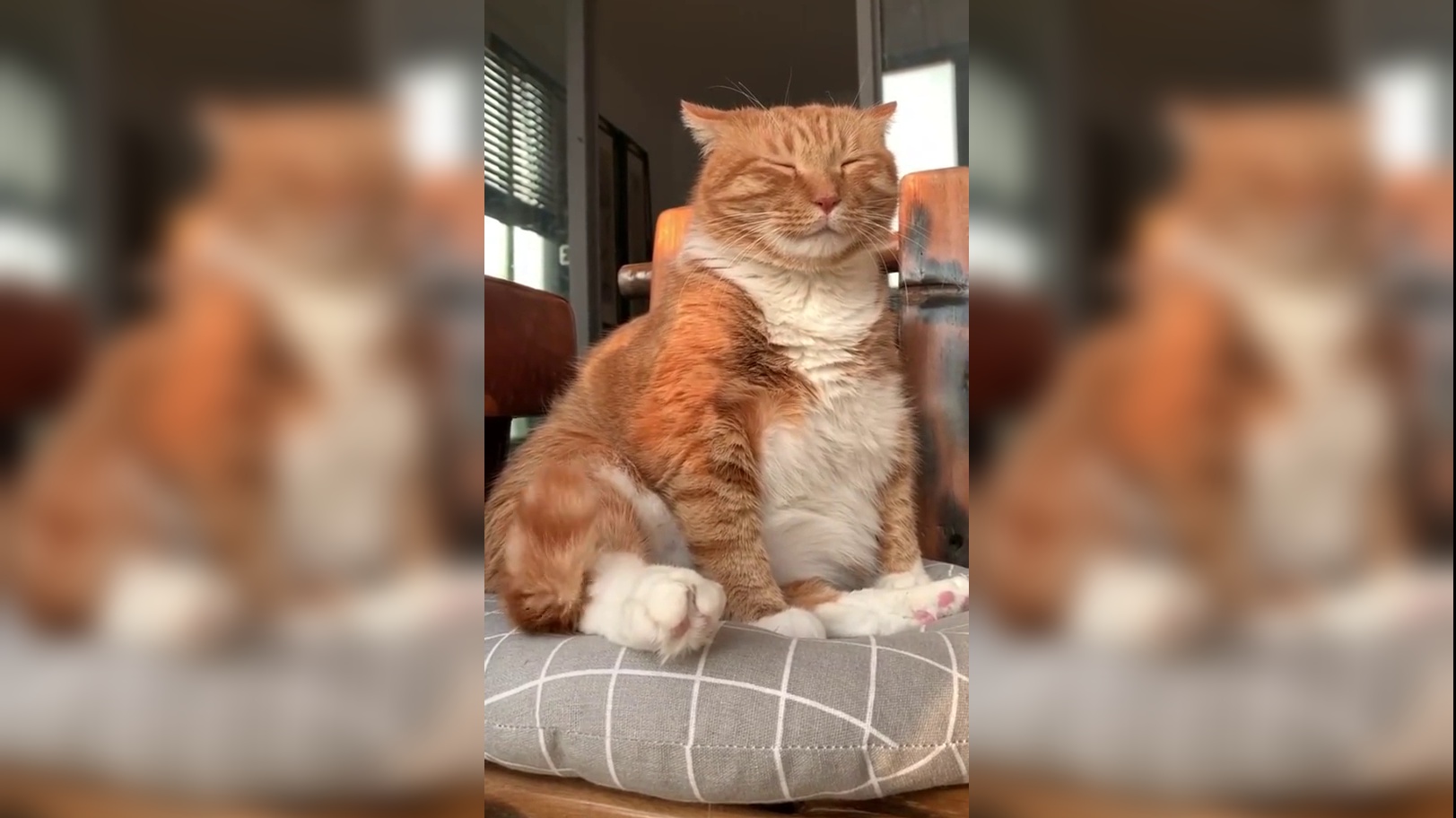 我家橘猫是"大爷"!从它的坐姿就能看出来,太霸气了!