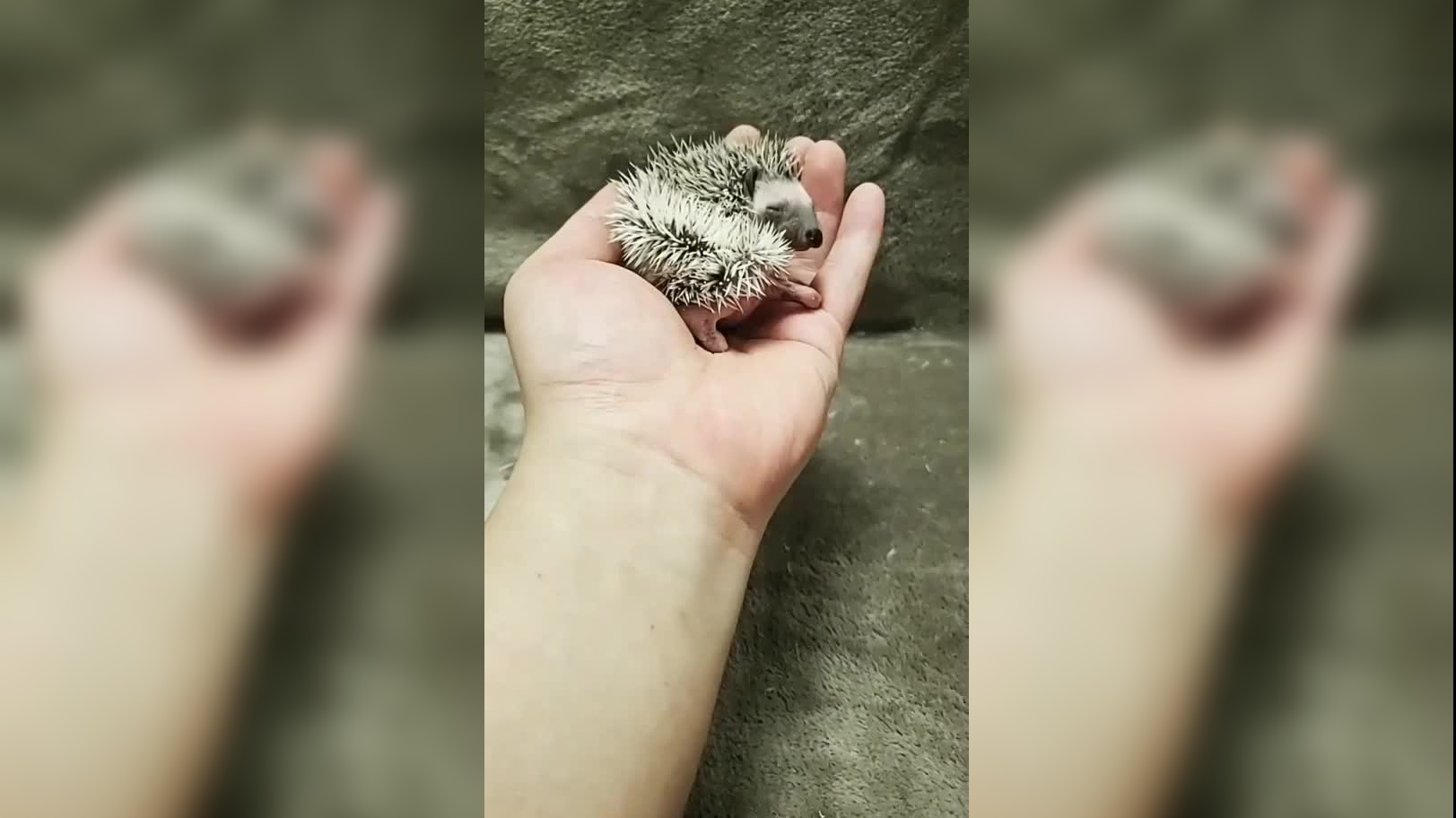 小喵的秘密 2 之 熟悉新家的环境 the secret life of kittens 2