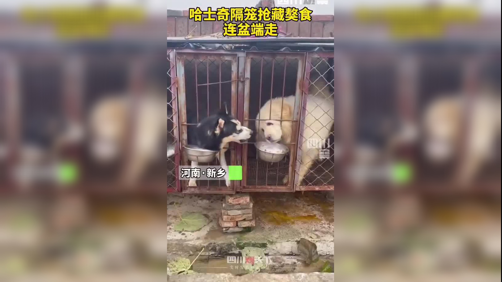 二哈和藏獒,谁更厉害?