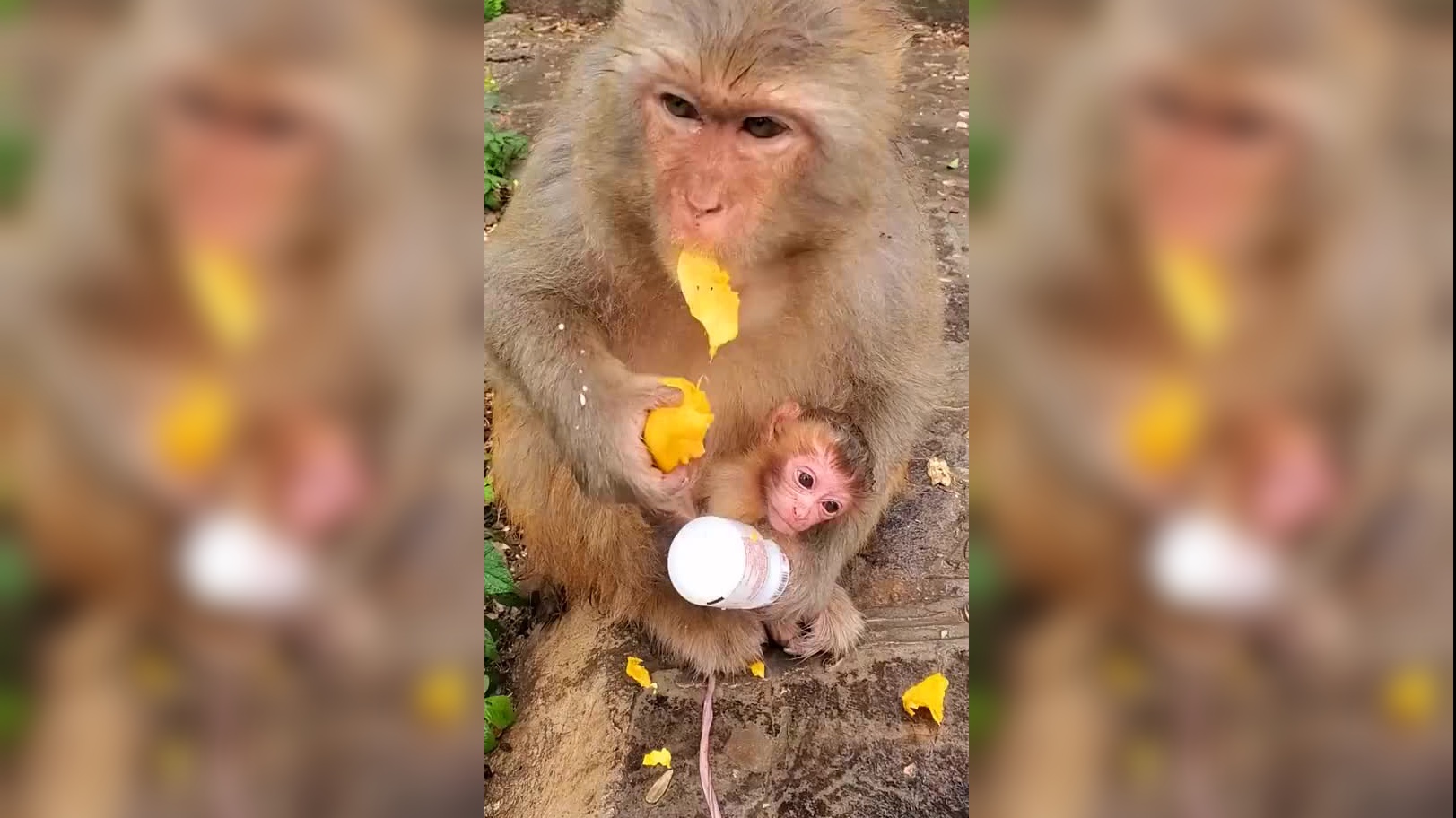 "萌新"汗血马宝宝迎来出生高峰期