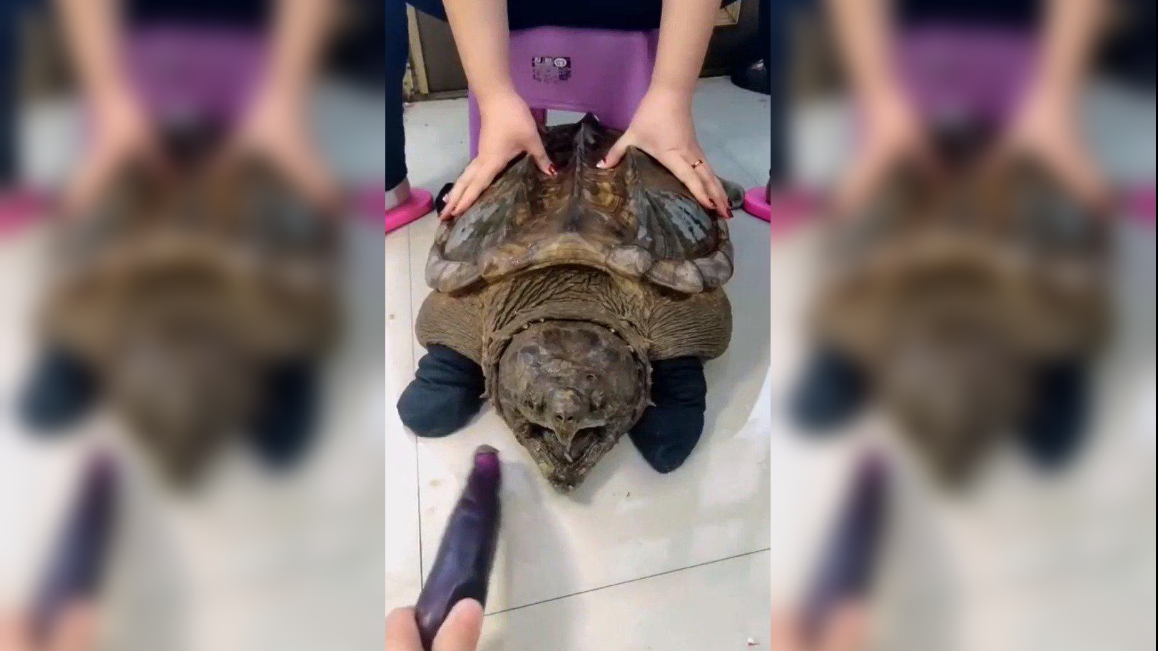 罕见的半公半母的北美红雀