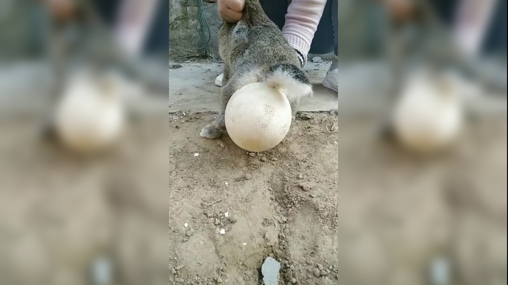 不仔细看,还以为兔子生了蛋,主人太调皮了