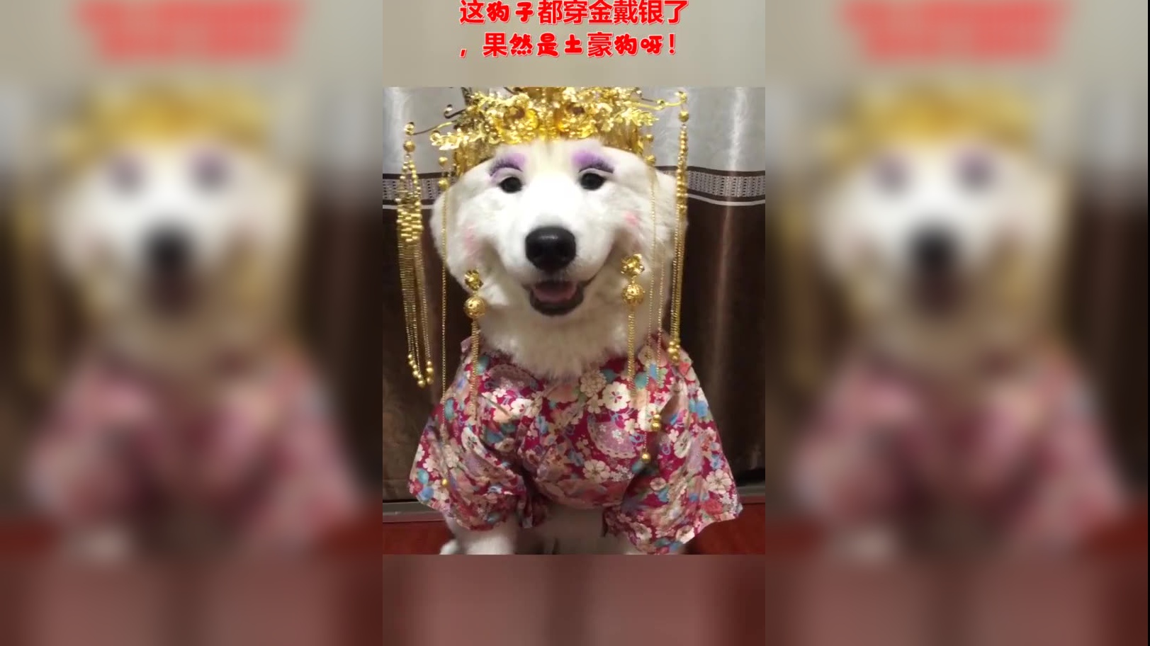 迪拜土豪养的狗一条上百万,看完他们狗后你就知道为什么这么贵了