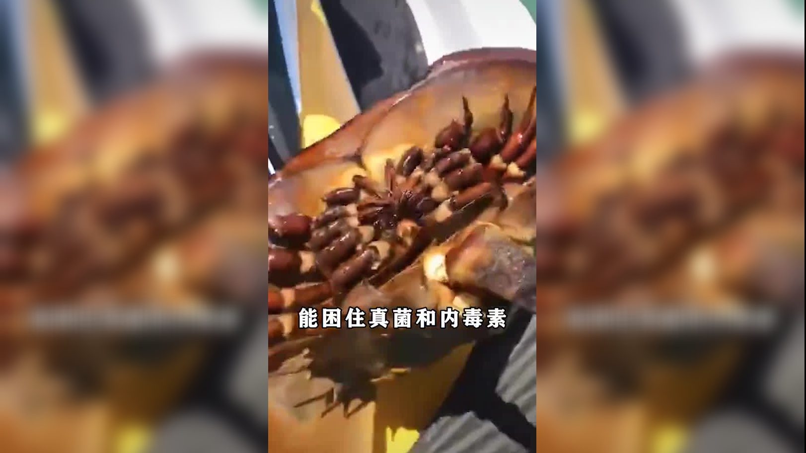 可怕的坦桑尼亚食人狮,制造一桩桩血案,人类能阻止它吗?