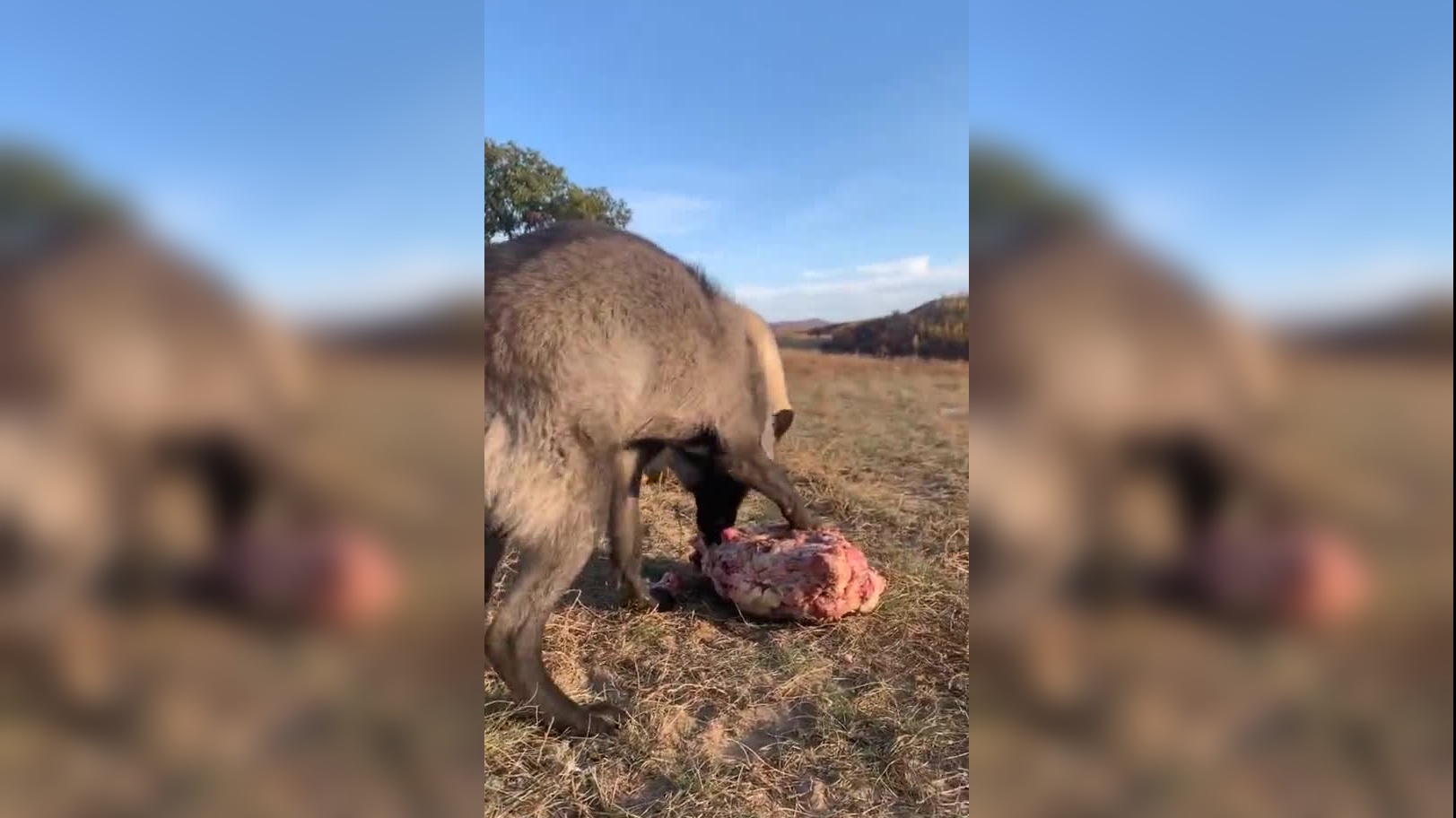 狼群打得激烈,小狼胆肥了敢抢狼王食物,被冲上去一顿教训真凶悍