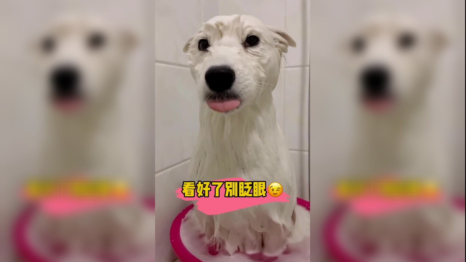 阿富汗猎犬长长的毛发,水中游泳真惊悚,让人头皮发麻