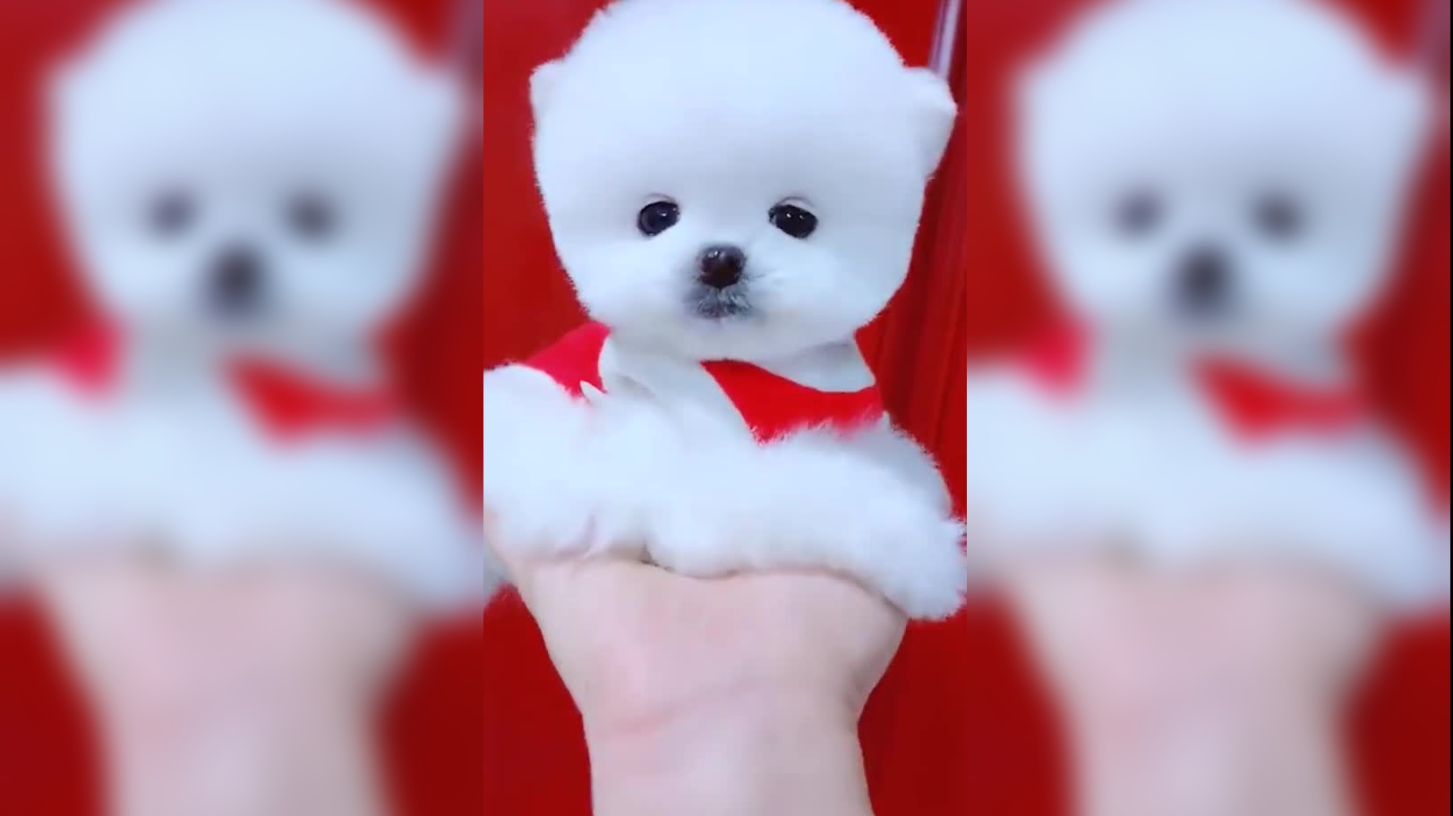 好可爱的茶杯犬这呆萌的模样真是太招人喜欢了