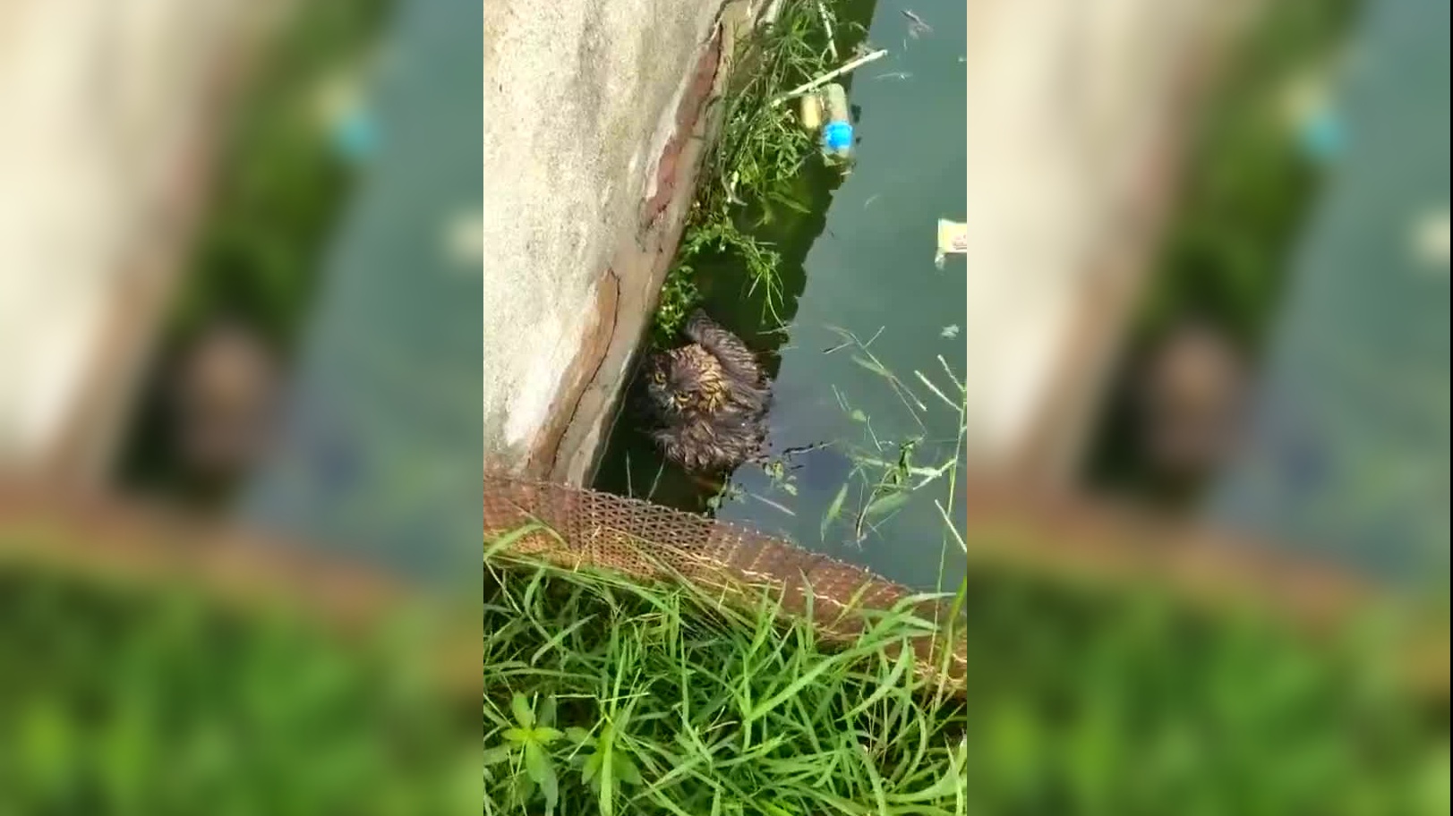 草丛里钻出了一条鱼,张口就开始吐蛋,这是怎么回事?