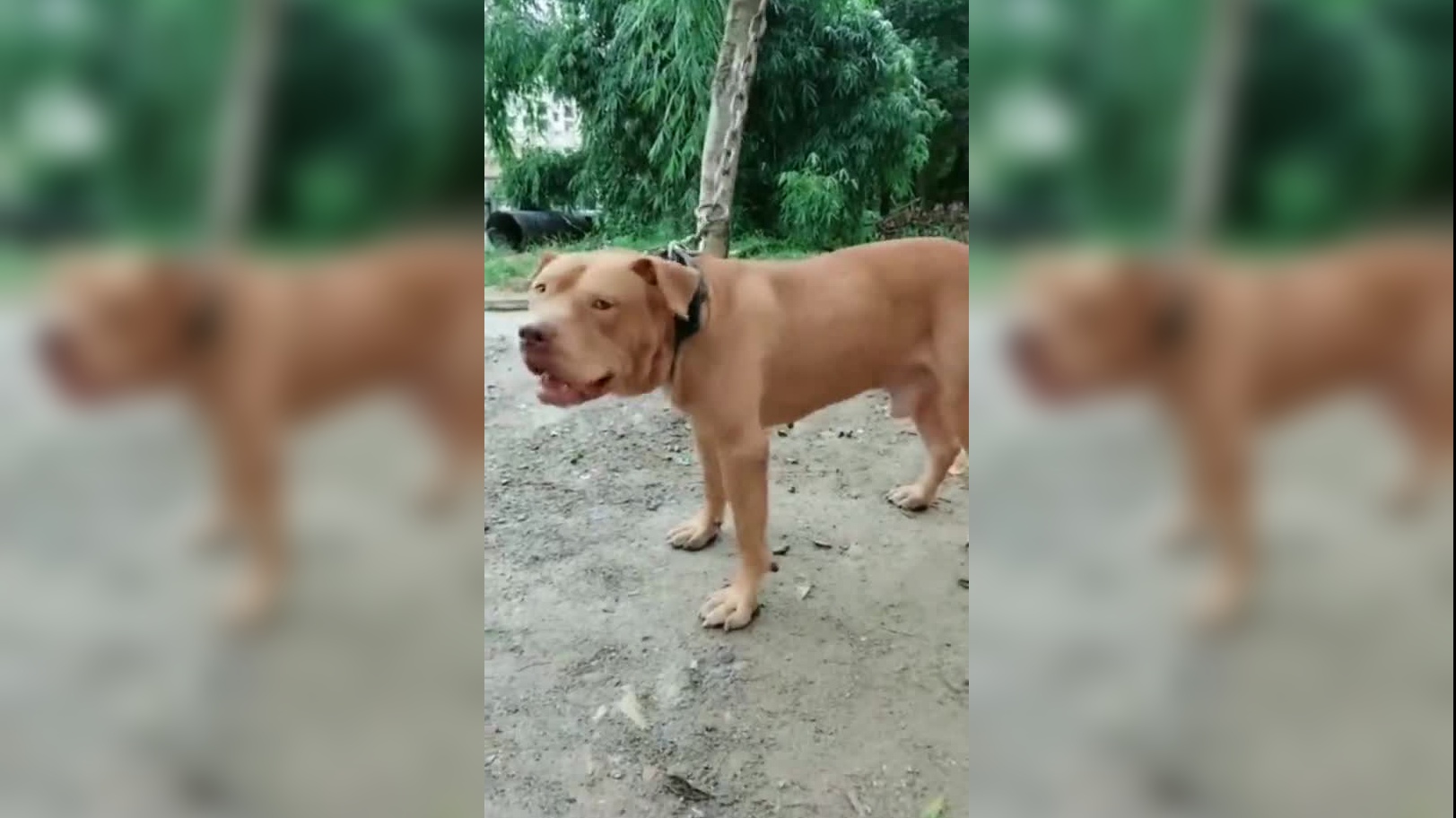 比特犬遇上罗威纳犬,没想到竟然是比特犬先认怂,真意外